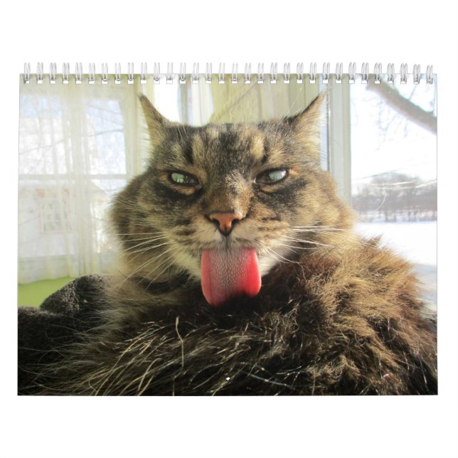 Maine Coon Kitty Cat Kalender (Titelbild)