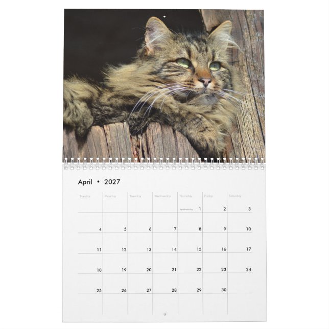 Maine Coon Kitty Cat Niedlich Kalender (Apr 2027)