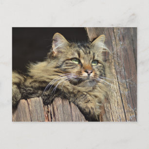 Maine Coon Kitty Cat Niedlich Spaß Postkarte