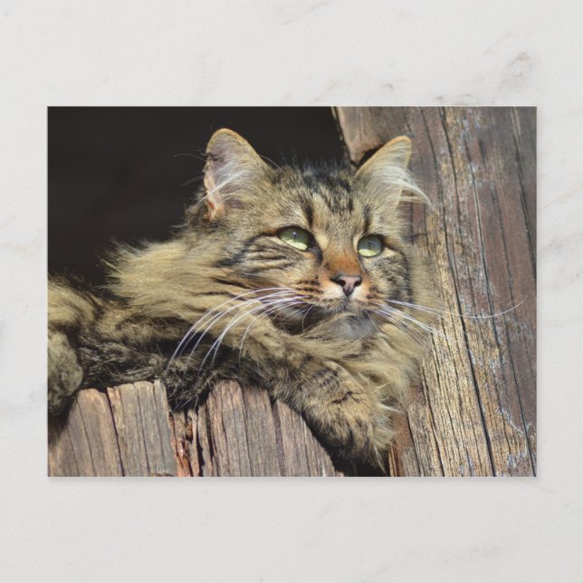Maine Coon Kitty Cat Niedlich Spaß Postkarte (Vorderseite)