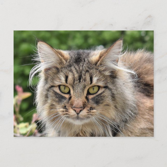 Maine Coon Kitty Cat Niedlich Spaß Postkarte (Vorderseite)
