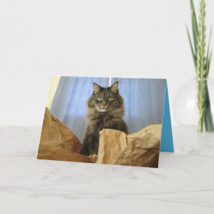Maine Coon Kitty Cat Niedliche individuell anpassb Karte