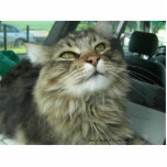 Maine Coon kitty Fotoskulptur Schlüsselanhänger<br><div class="desc">Maine Coon kitty mit einem süßen Look.</div>