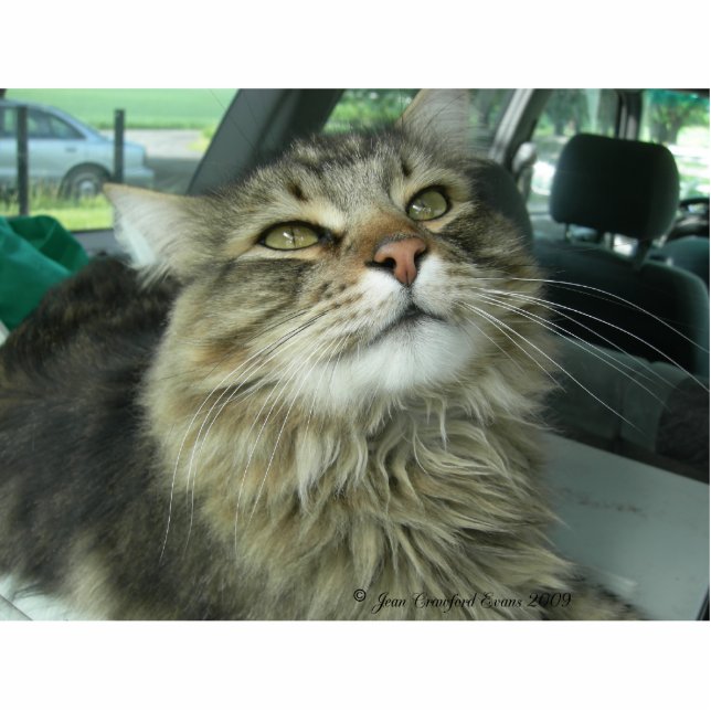 Maine Coon kitty Fotoskulptur Schlüsselanhänger (Vorne)