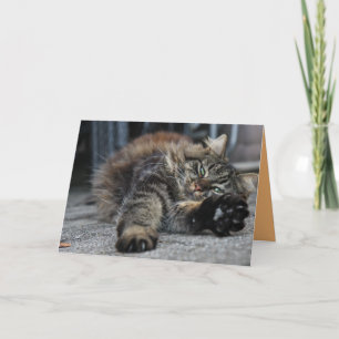Maine Coon Kitty Katze Süße Personalisierbare Kart Karte