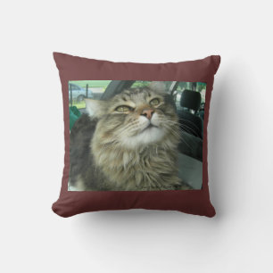 Maine Coon kitty Kissen