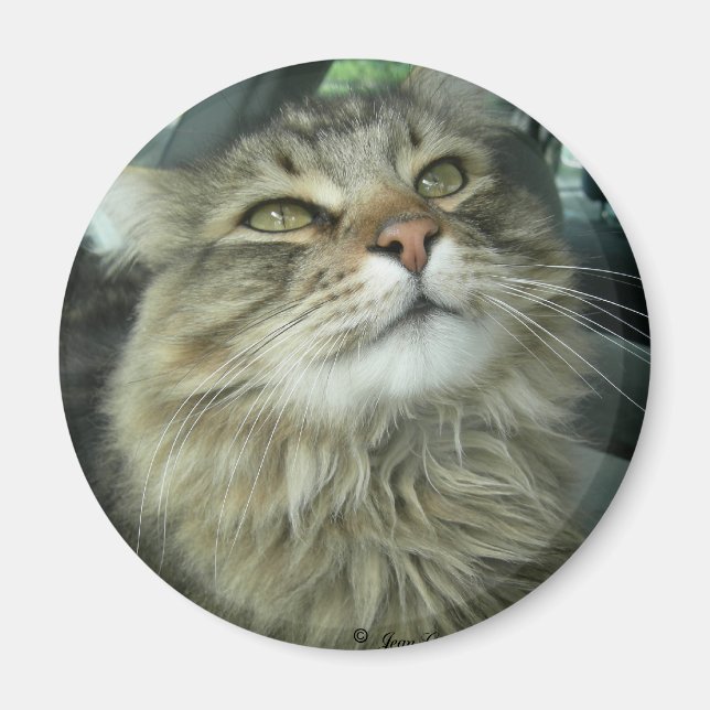 Maine Coon kitty Magnet (Vorne)
