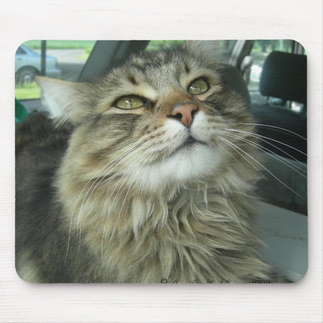 Maine Coon kitty Mousepad (Vorne)