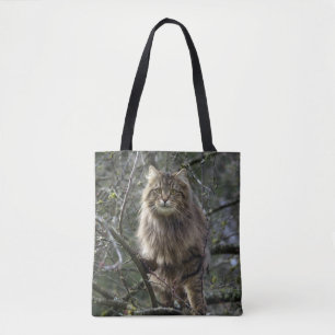 Maine Coon Long-haar Tabby Cat