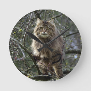 Maine Coon Long-hair Tabby Cat Animal Pet Clock Runde Wanduhr