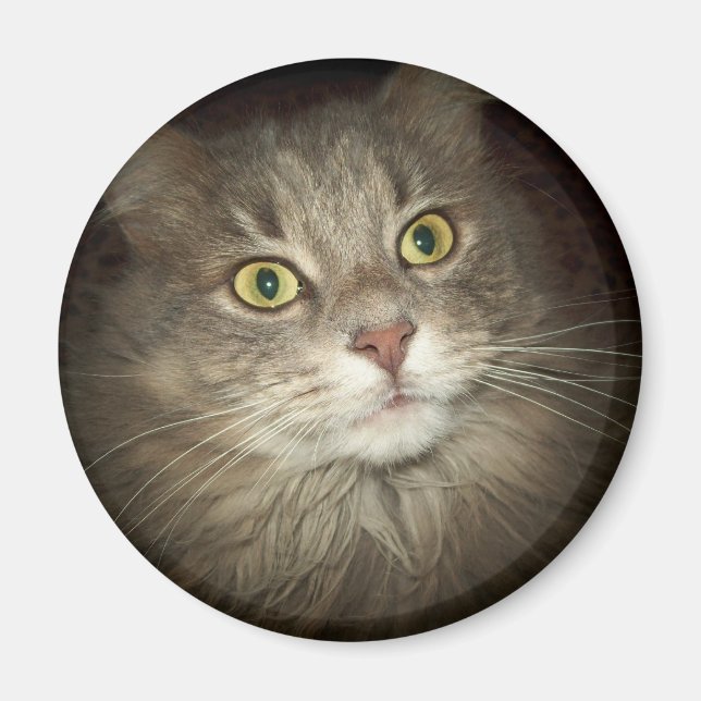 Maine Coon Magnet (Vorne)