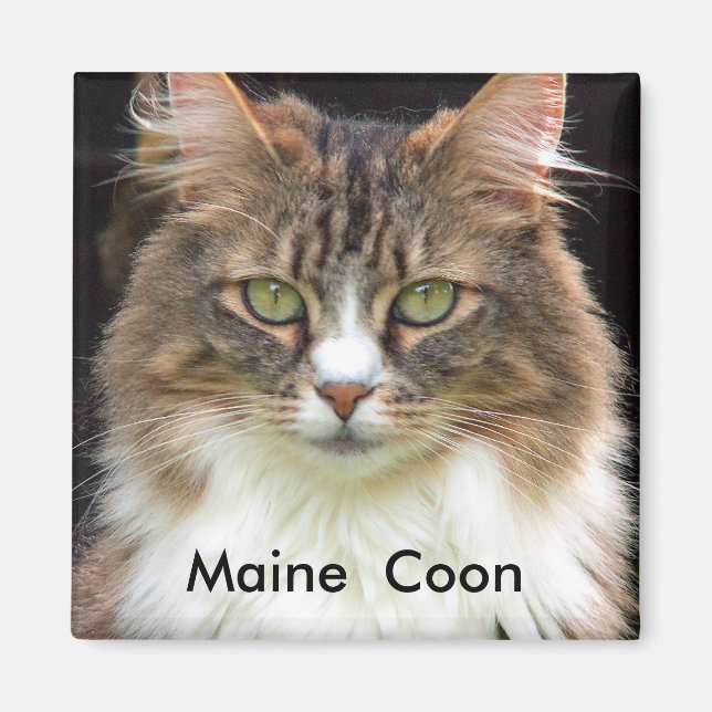 Maine Coon Magnet (Vorne)