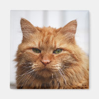 Maine Coon, Norwegischer Waldkatze-Magnet