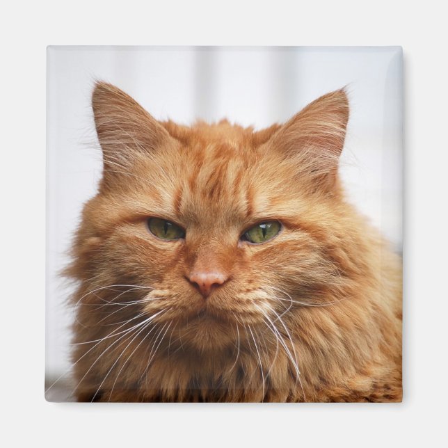 Maine Coon, Norwegischer Waldkatze-Magnet Magnet (Vorne)