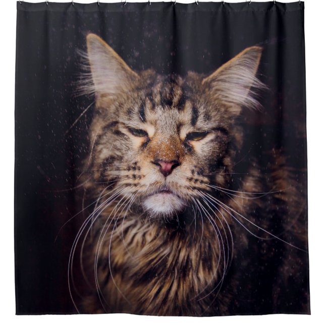 maine coon on a black background younganimal,cat,c duschvorhang (Vorderseite)