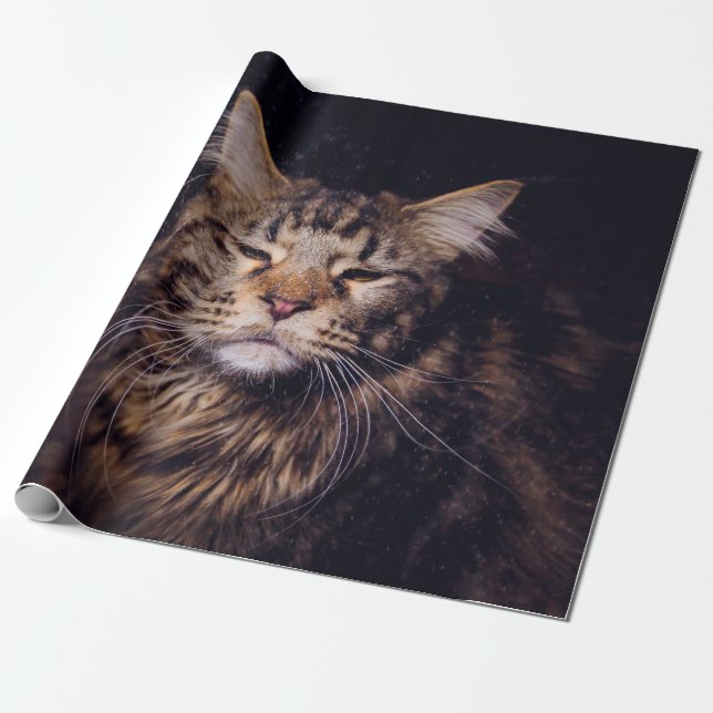 maine coon on a black background younganimal,cat,c geschenkpapier (Ungerollt)
