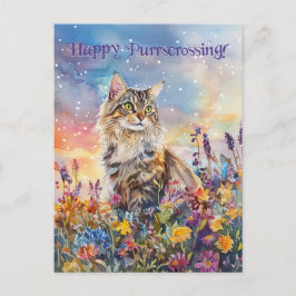 Maine Coon Postcross - Postkarte