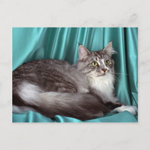 Maine Coon, Silbertabby Postkarte