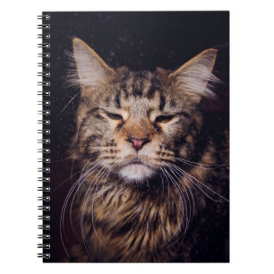 Maine Coon vor schwarzem Hintergrund Jungtier,Tier Notizblock