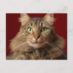 Maine Coon zu Weihnachten mit Sammler