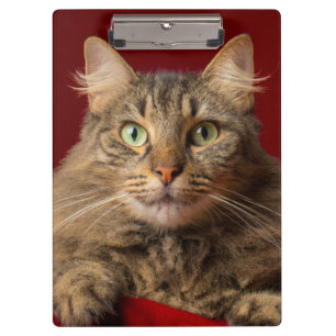 Maine Coon zu Weihnachten mit Sammler Klemmbrett