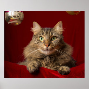 Maine Coon zu Weihnachten mit Sammler Poster