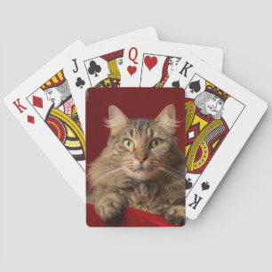 Maine Coon zu Weihnachten mit Sammler Spielkarten
