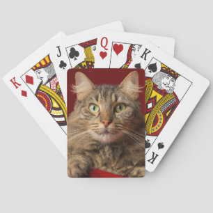 Maine Coon zu Weihnachten mit Sammler Spielkarten