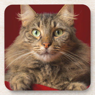 Maine Coon zu Weihnachten mit Sammler Untersetzer