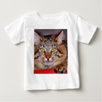 Maine-Coone Katze