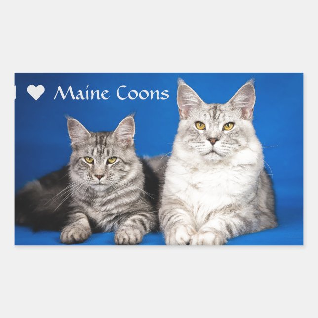 Maine Coons Cats Rechteckiger Aufkleber (Vorderseite)