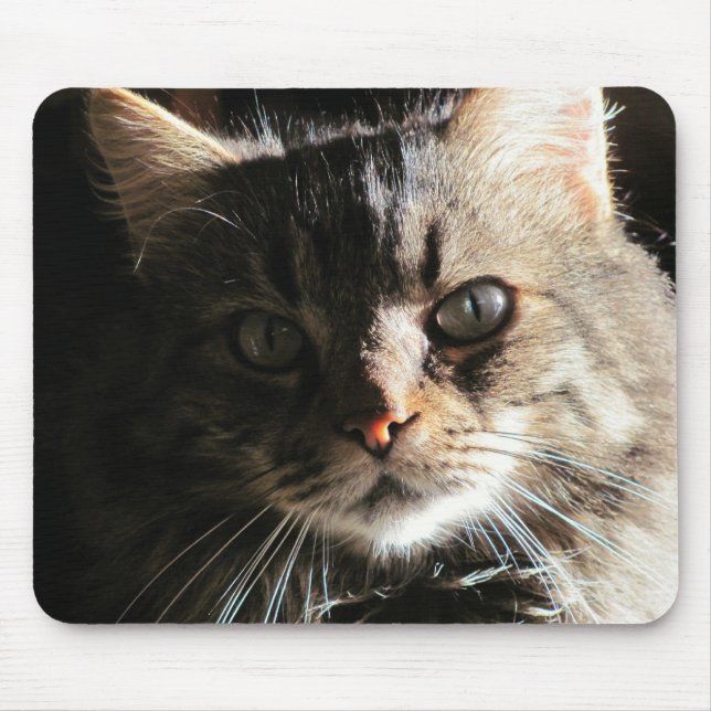 Maine Coons Gesicht Mousepad (Vorne)