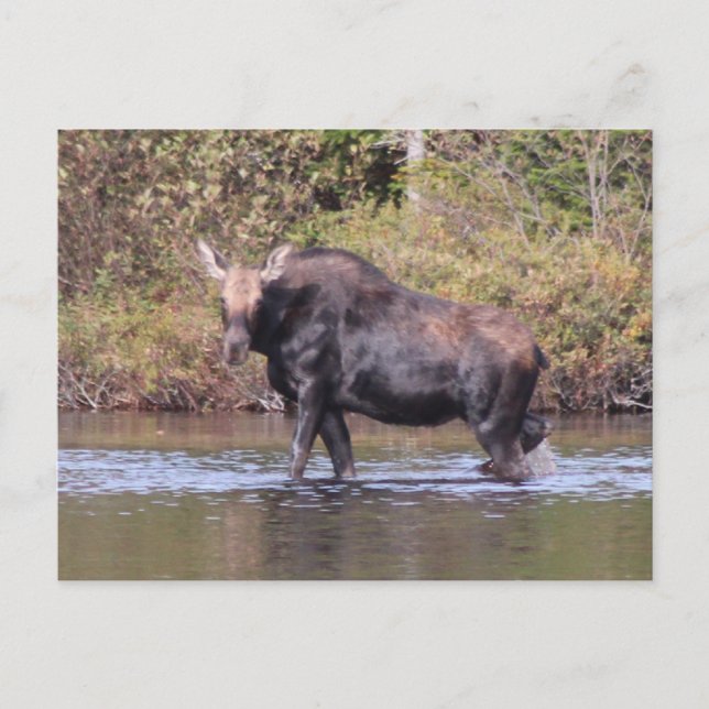 Maine Cow Moose Postkarte (Vorderseite)
