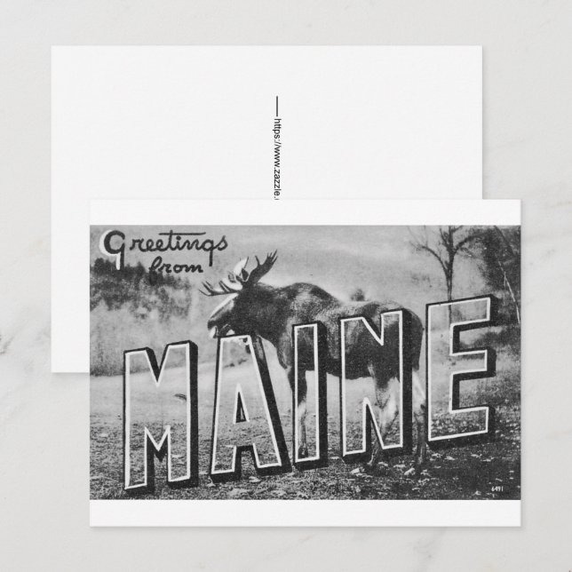 Maine-Elch  Postkarte (Vorne/Hinten)