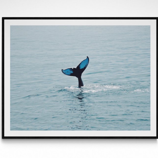 Maine Humpback Whale Schwanz Poster (Von Creator hochgeladen)