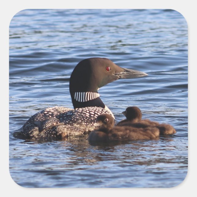 Maine Loon Stickers (Vorderseite)