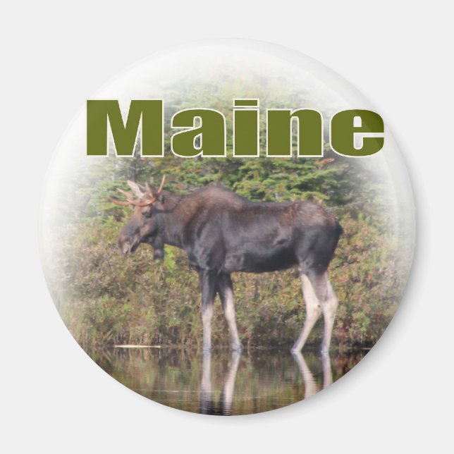 Maine Moose Magnet (Vorne)