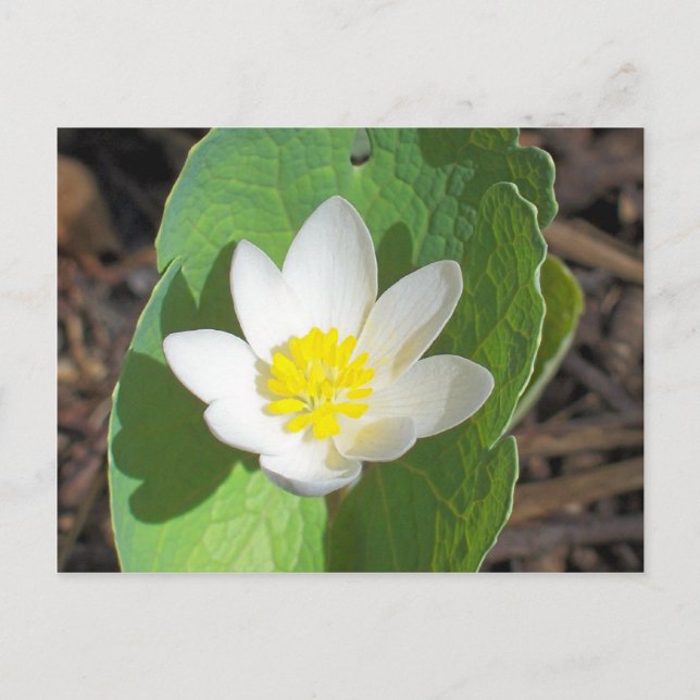 Maine Spring Postkarte (Vorderseite)