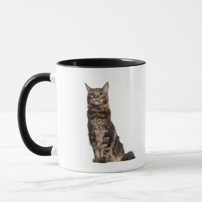 Maine-Waschbär (8 Monate alte) Tasse (Links)