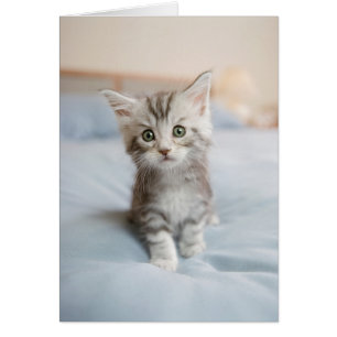 Maine-Waschbär-Kätzchen