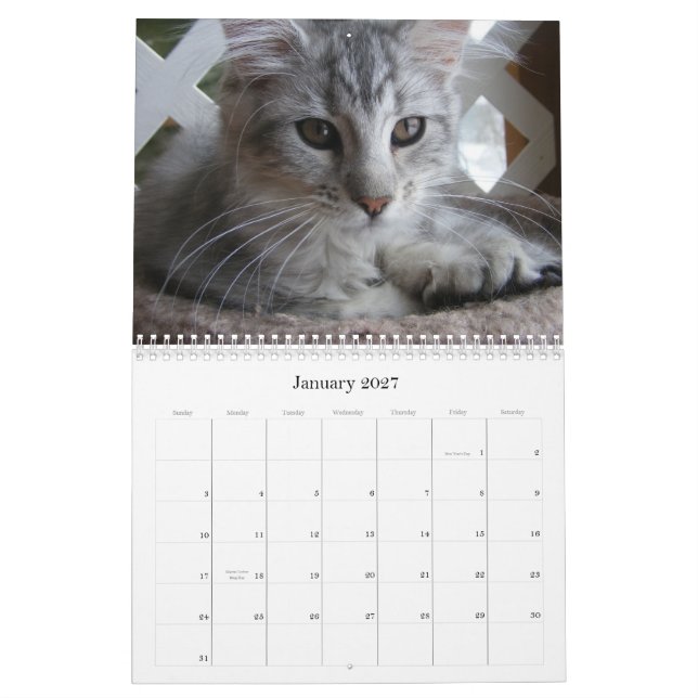 Maine-Waschbär-Kätzchen-Kalender Kalender (Jan 2027)