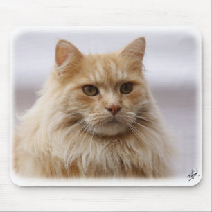 Maine-Waschbär-Katze 9Y825D-145 Mousepad