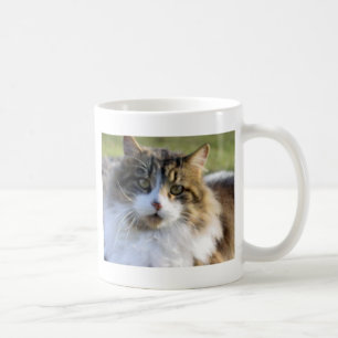 Maine-Waschbär-Katze Tasse
