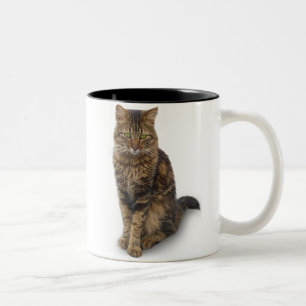 Maine-Waschbär-Katze Zweifarbige Tasse