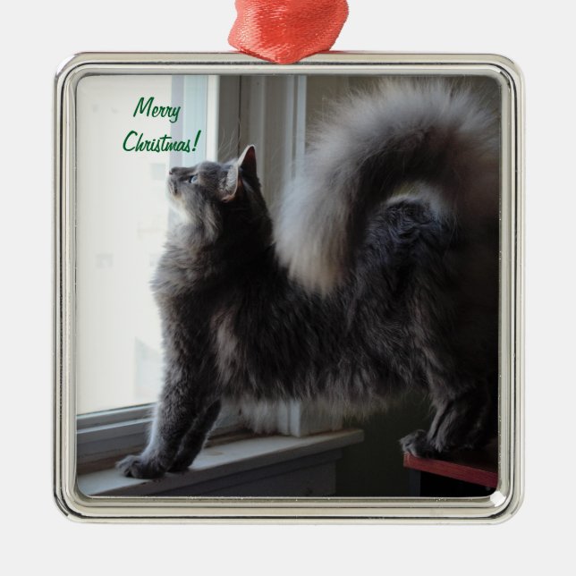 Maine-Waschbär-Katzen-Foto Silbernes Ornament (Vorne)