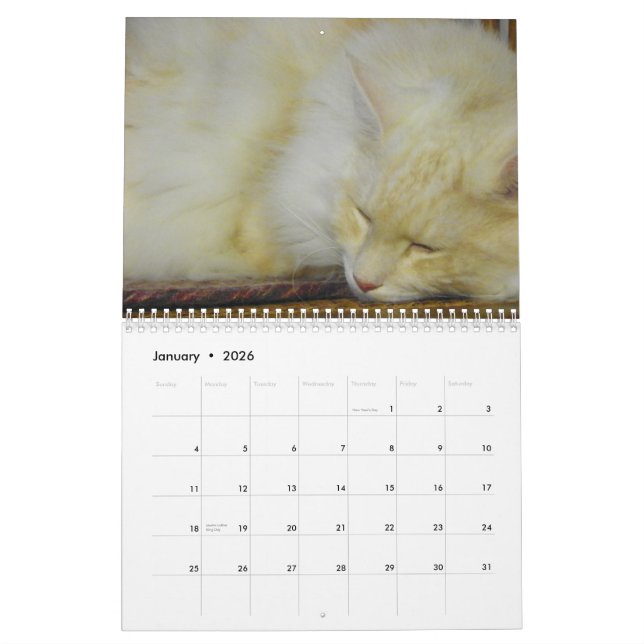 Maine-Waschbär-Katzen Kalender (Jan 2026)