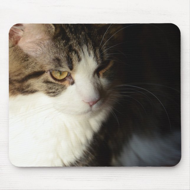 Maine-Waschbär-Miezekatze Mousepad (Vorne)