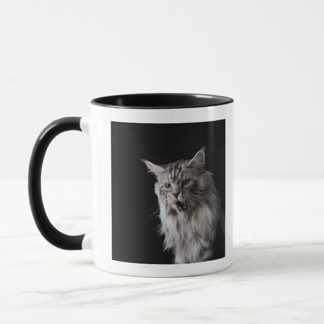 Maine-Waschbärkatze 2 Tasse (Links)
