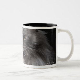 Maine-Waschbärkatze 2 Zweifarbige Tasse