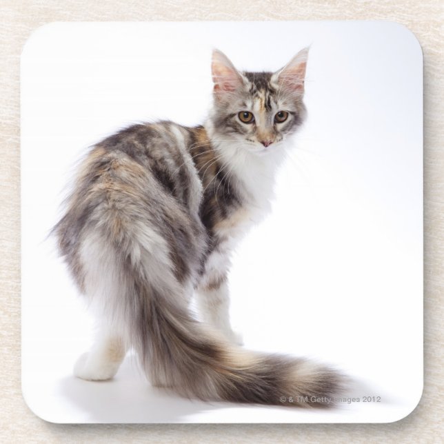 Maine-Waschbärkatze Getränkeuntersetzer (Vorderseite)